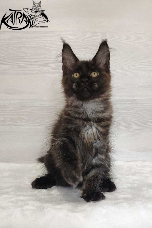 Katran Jackie - Kitten maine-coon 3 months