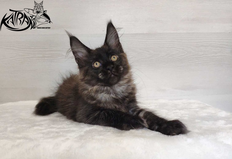 Katran Jackie - Kitten maine-coon 3 months