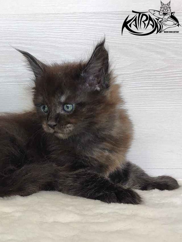 Katran Jackie - Kitten maine-coon 1 month