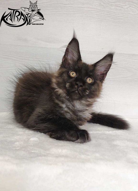 Katran Jackie - Kitten maine-coon 3 months