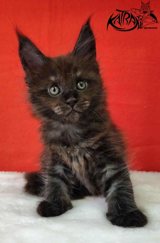 Katran Jackie - Kitten maine-coon 1 month 3 weeks