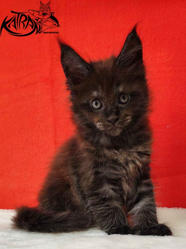 Katran Jackie - Kitten maine-coon 1 month 3 weeks
