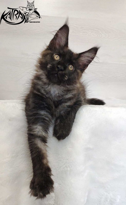 Katran Jackie - Kitten maine-coon 3 months