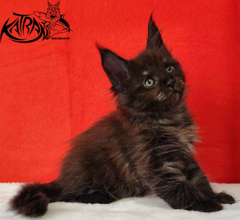 Katran Jackie - Kitten maine-coon 1 month 3 weeks