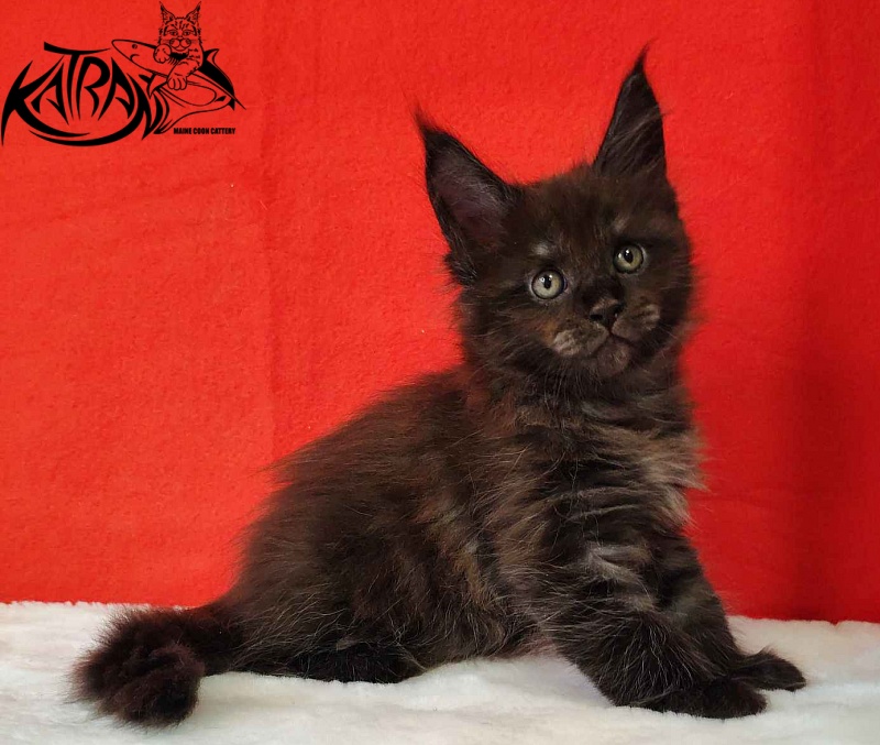 Katran Jackie - Kitten maine-coon 1 month 3 weeks