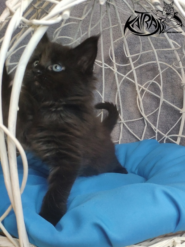 Katran King - Kitten maine-coon 1 month 1.5 week