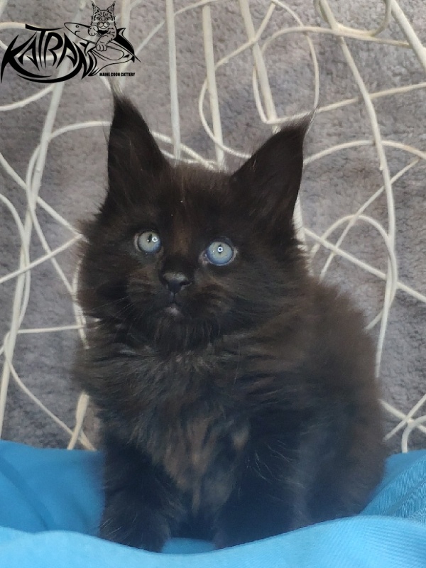 Katran King - Kitten maine-coon 1 month 1.5 week