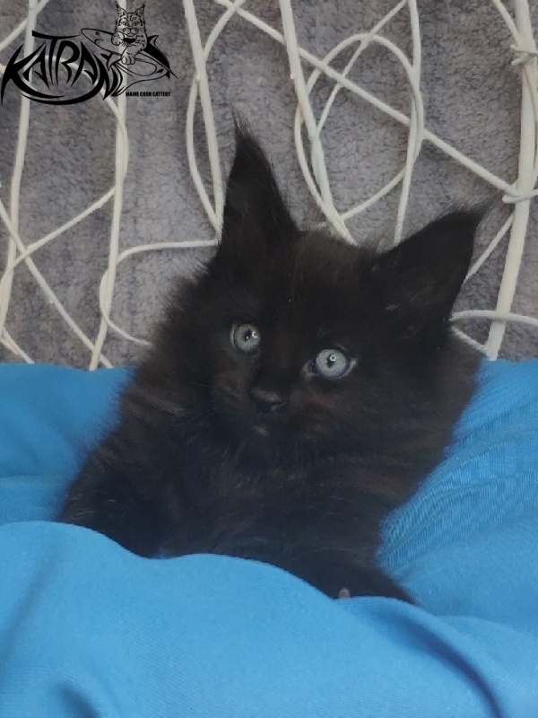 Katran King - Kitten maine-coon 1 month 1.5 week