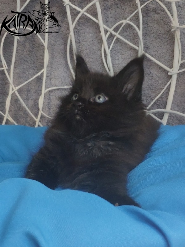 Katran King - Kitten maine-coon 1 month 1.5 week