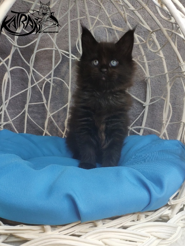 Katran King - Kitten maine-coon 1 month 1.5 week