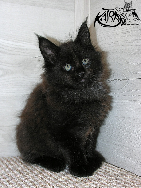 Katran King - Kitten maine-coon 1 month 2.5 weeks