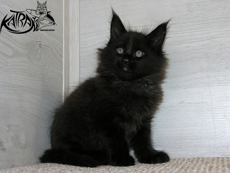 Katran King - Kitten maine-coon 1 month 2.5 weeks