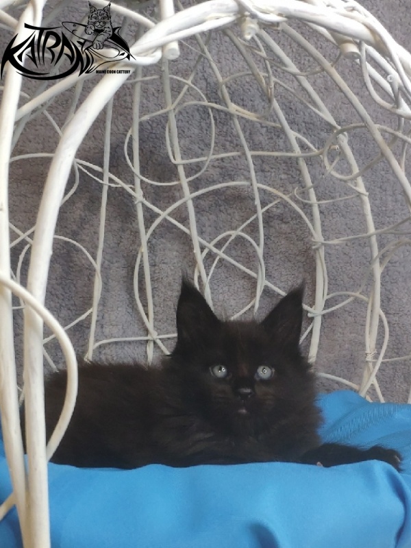 Katran King - Kitten maine-coon 1 month 1.5 week