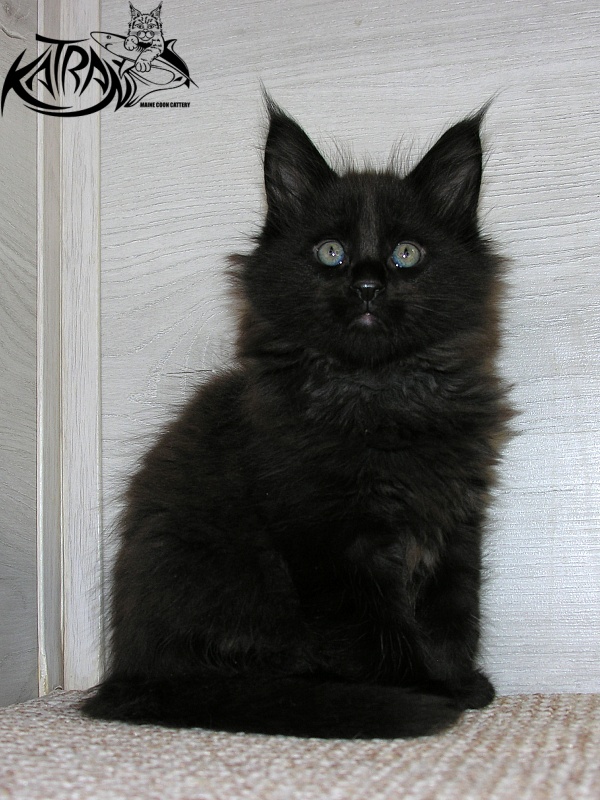 Katran King - Kitten maine-coon 1 month 2.5 weeks