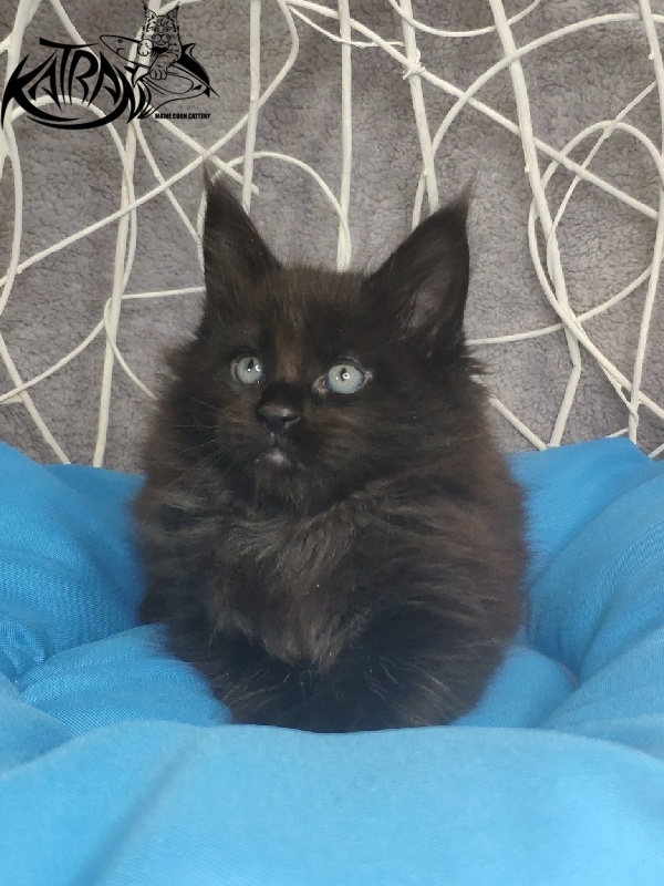 Katran King - Kitten maine-coon 1 month 1.5 week