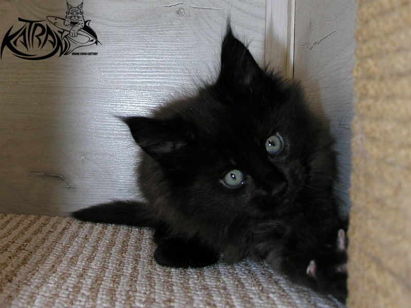 Katran King - Kitten maine-coon 1 month 2.5 weeks