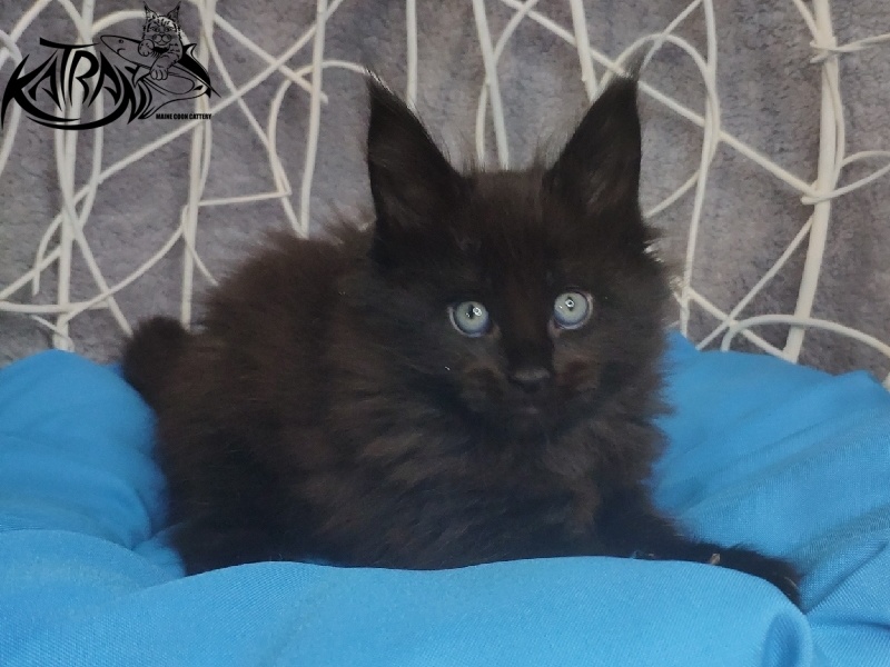 Katran King - Kitten maine-coon 1 month 1.5 week
