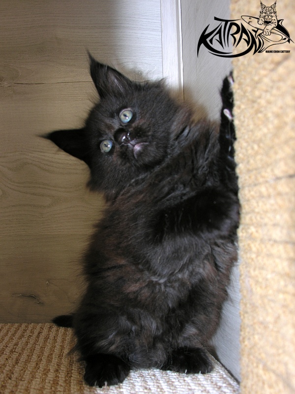Katran King - Kitten maine-coon 1 month 2.5 weeks