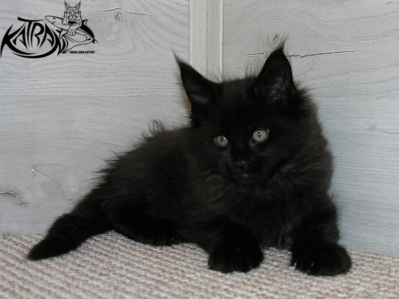 Katran King - Kitten maine-coon 1 month 2.5 weeks
