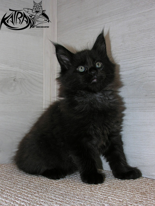 Katran King - Kitten maine-coon 1 month 2.5 weeks