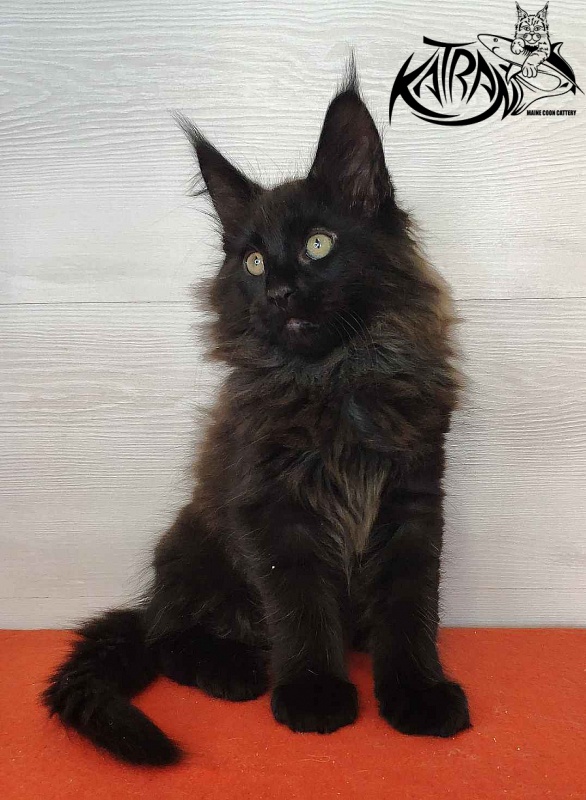 Katran King - Kitten maine-coon 2 months