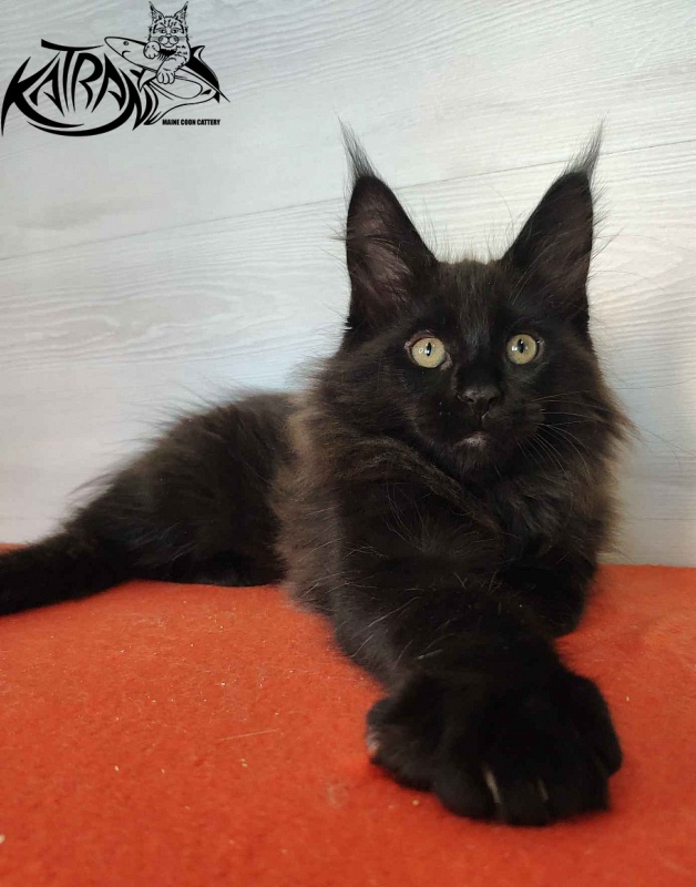 Katran King - Kitten maine-coon 2 months