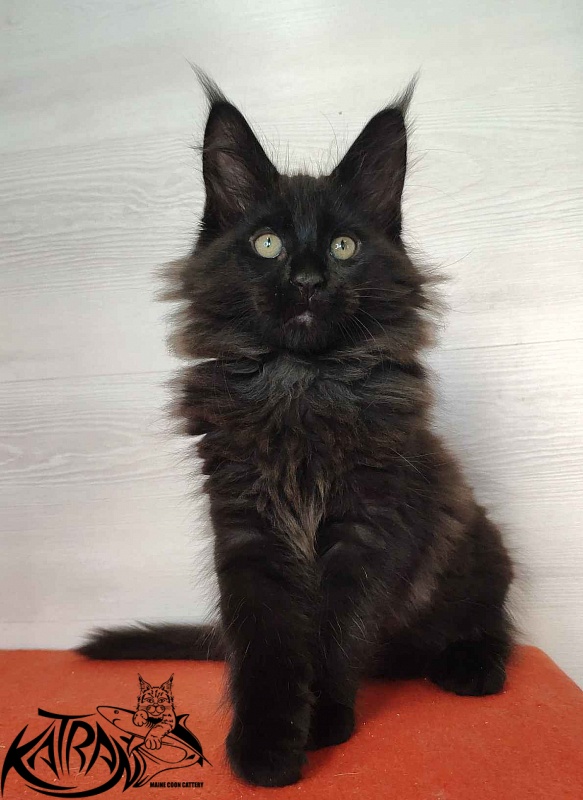 Katran King - Kitten maine-coon 2 months