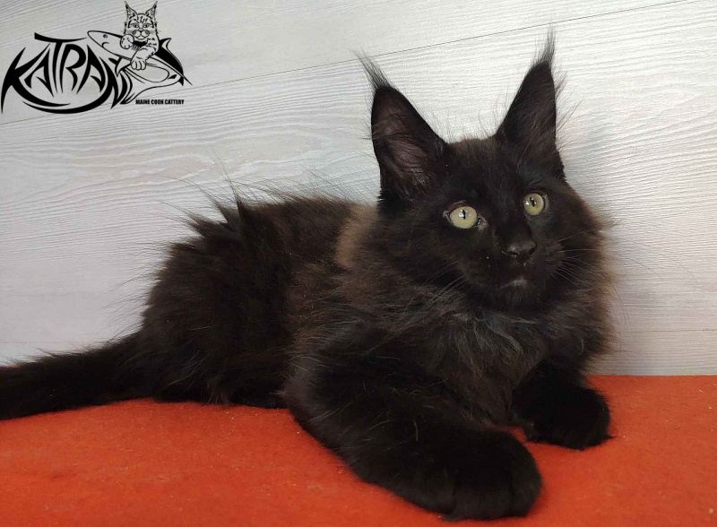 Katran King - Kitten maine-coon 2 months