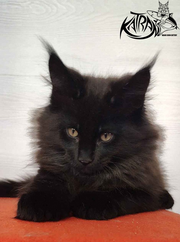 Katran King - Kitten maine-coon 2 months