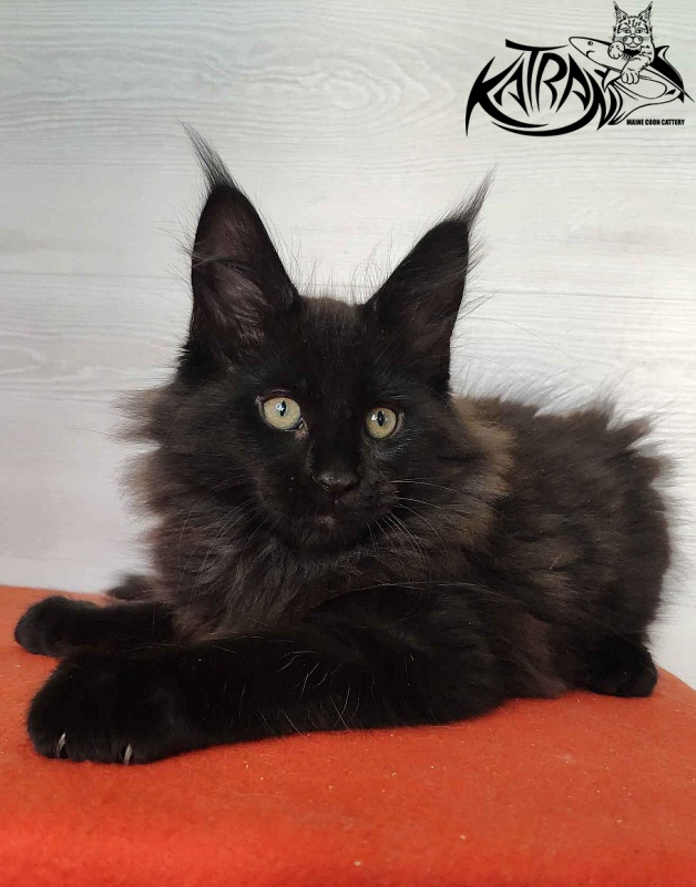 Katran King - Kitten maine-coon 2 months