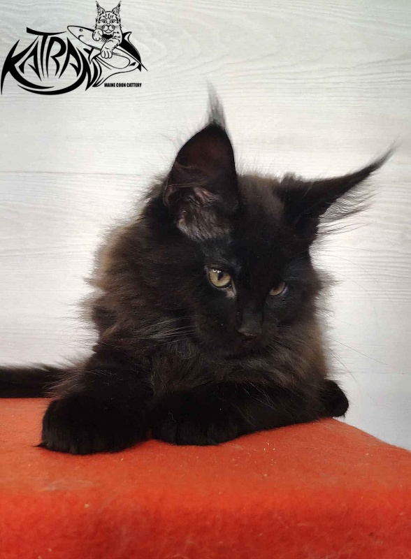 Katran King - Kitten maine-coon 2 months