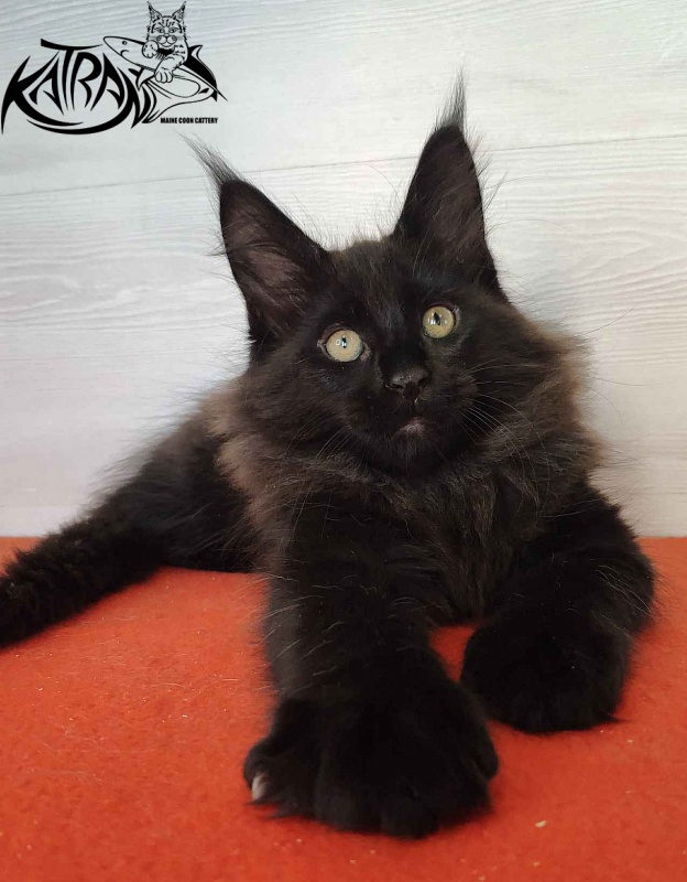 Katran King - Kitten maine-coon 2 months