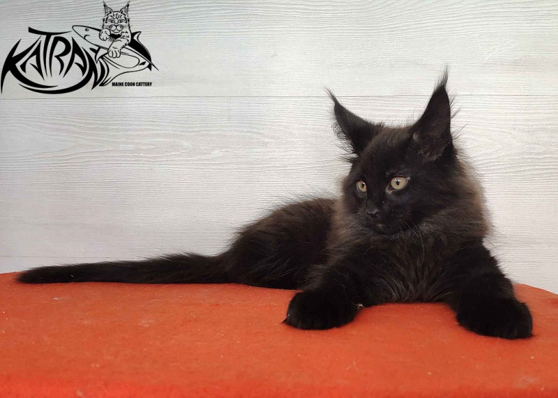 Katran King - Kitten maine-coon 2 months