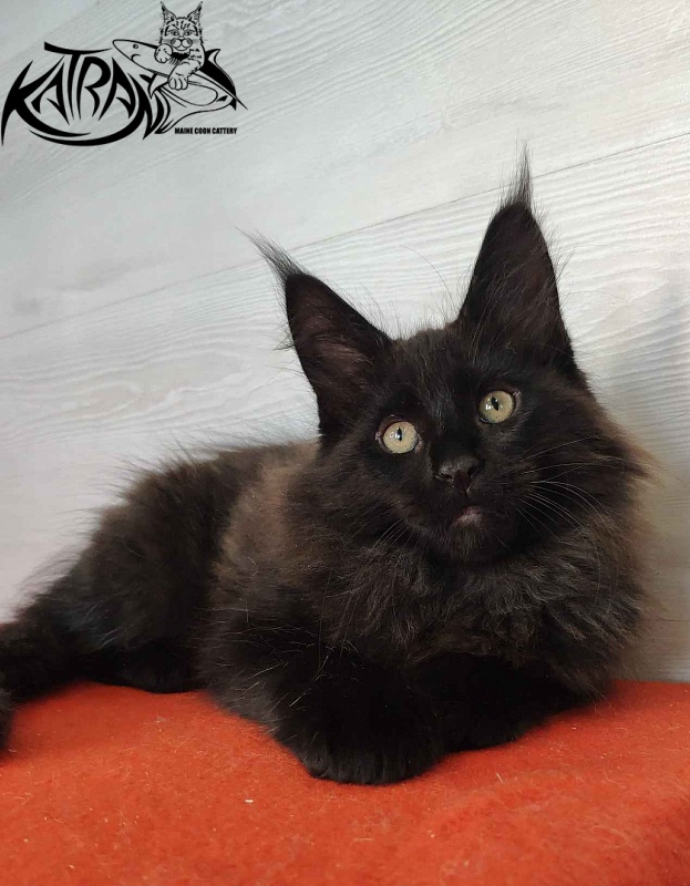 Katran King - Kitten maine-coon 2 months