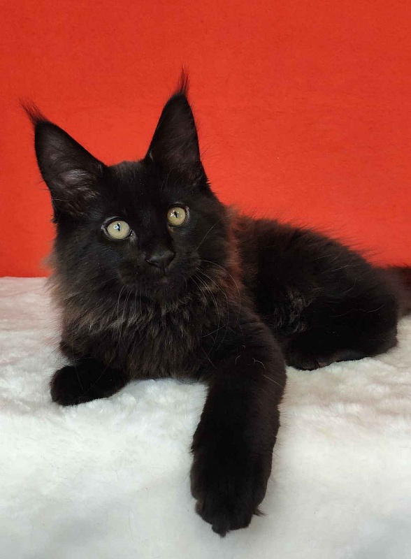 Katran King - Kitten maine-coon 3 months