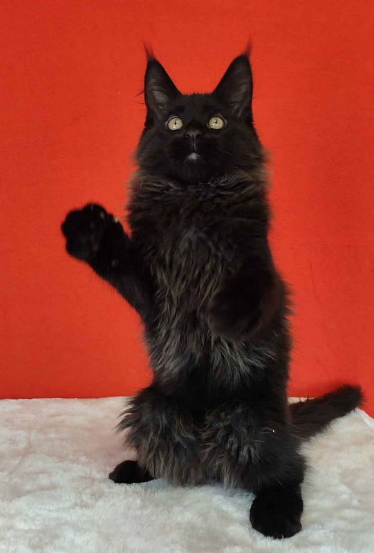 Katran King - Kitten maine-coon 3 months