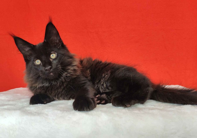 Katran King - Kitten maine-coon 3 months