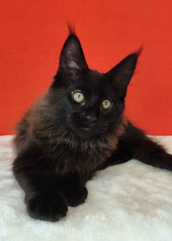 Katran King - Kitten maine-coon 3 months