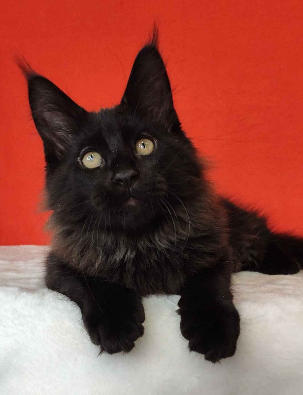 Katran King - Kitten maine-coon 3 months