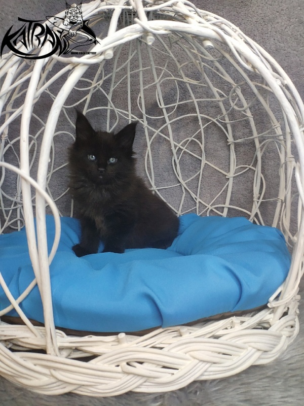 Katran King - Kitten maine-coon 1 month 1.5 week