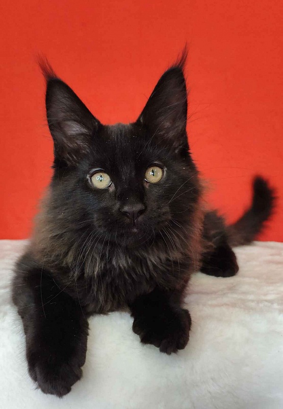 Katran King - Kitten maine-coon 3 months