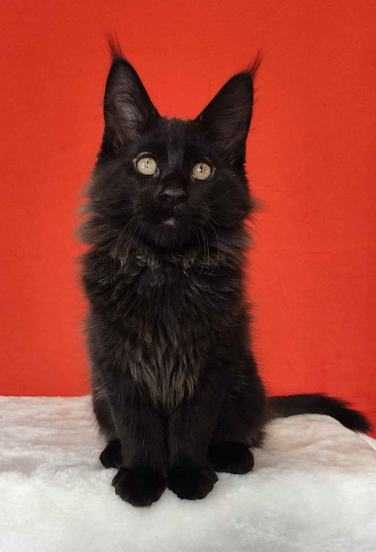 Katran King - Kitten maine-coon 3 months