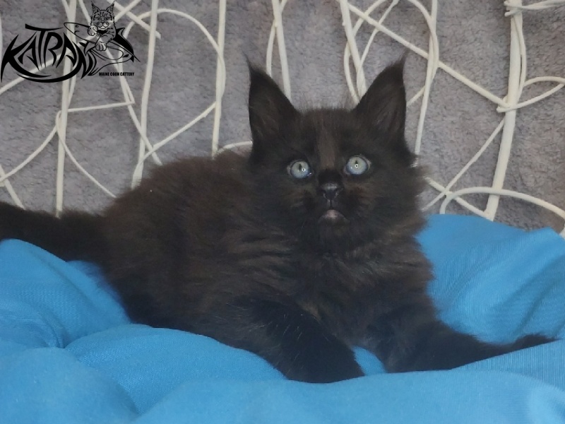 Katran King - Kitten maine-coon 1 month 1.5 week