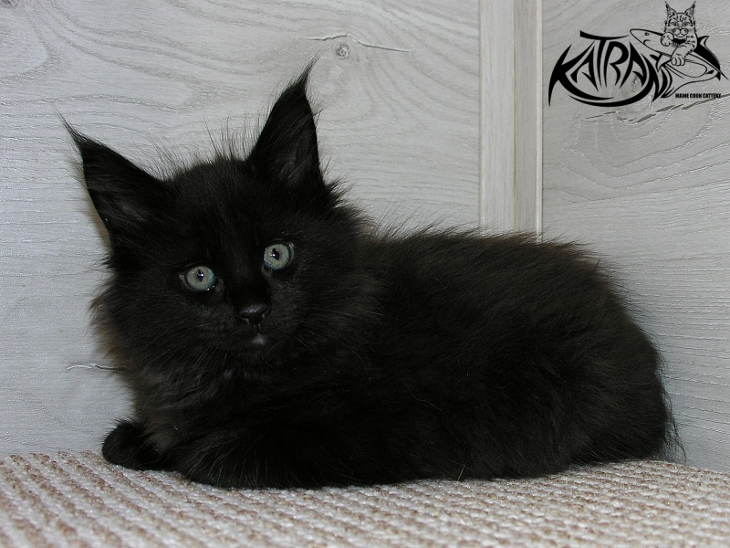 Katran King - Kitten maine-coon 1 month 2.5 weeks