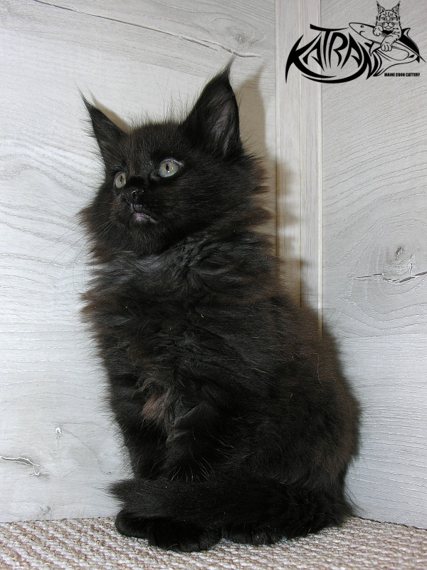 Katran King - Kitten maine-coon 1 month 2.5 weeks