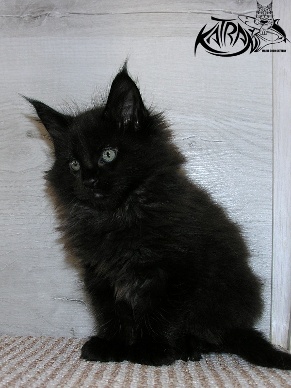 Katran King - Kitten maine-coon 1 month 2.5 weeks