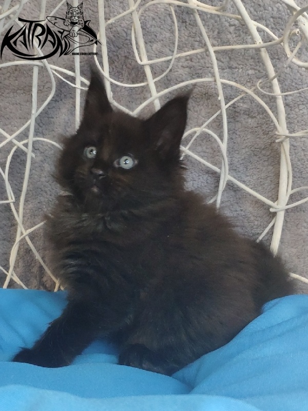 Katran King - Kitten maine-coon 1 month 1.5 week