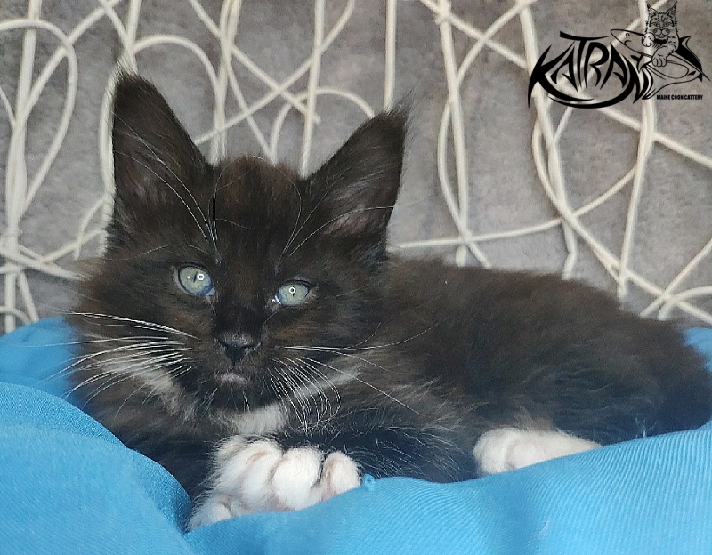 Katran Kilroy - Kitten maine-coon 1 month 1.5 week