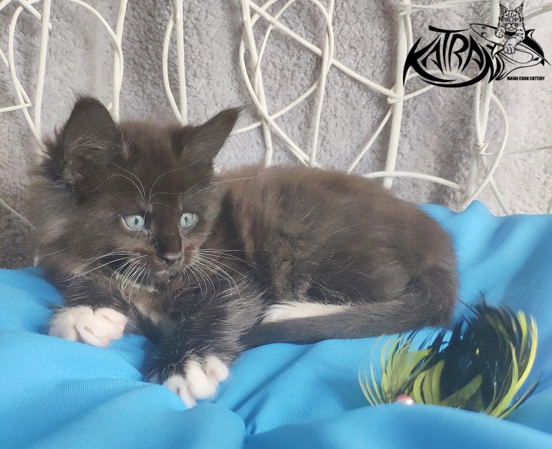 Katran Kilroy - Kitten maine-coon 1 month 1.5 week
