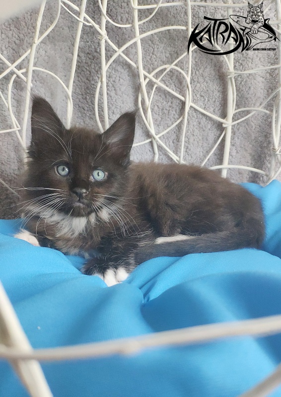 Katran Kilroy - Kitten maine-coon 1 month 1.5 week